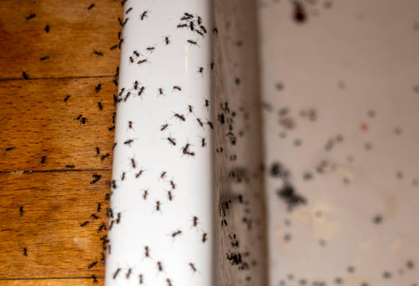 Best Affordable Pest Control Services  in Shady Hills, FL